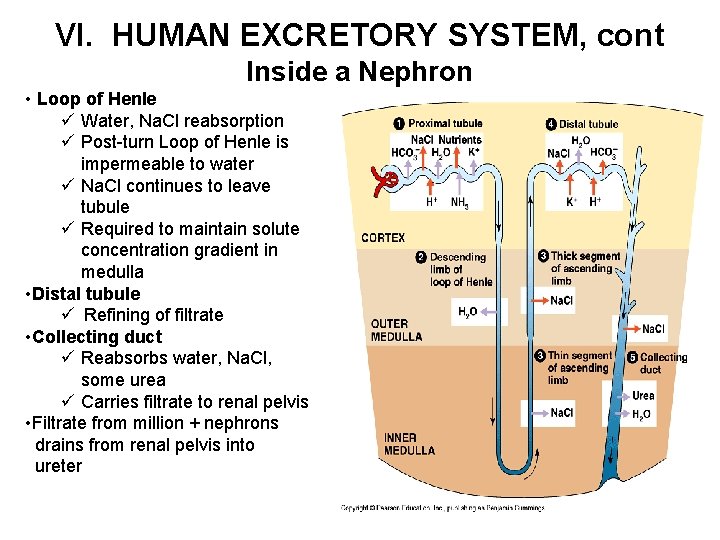 VI. HUMAN EXCRETORY SYSTEM, cont Inside a Nephron • Loop of Henle ü Water,