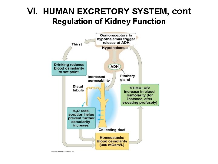 VI. HUMAN EXCRETORY SYSTEM, cont Regulation of Kidney Function 