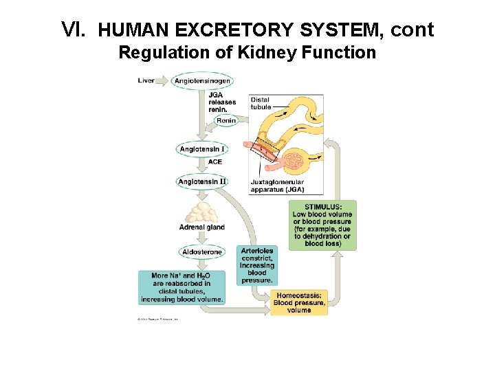 VI. HUMAN EXCRETORY SYSTEM, cont Regulation of Kidney Function 