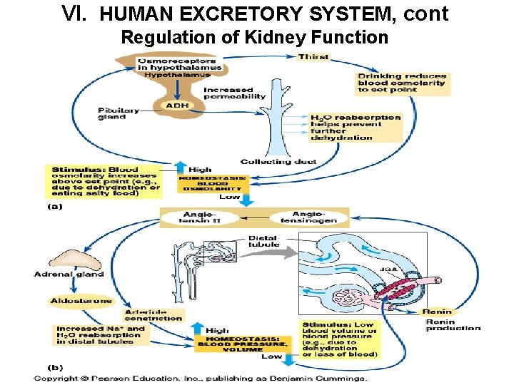 VI. HUMAN EXCRETORY SYSTEM, cont Regulation of Kidney Function 