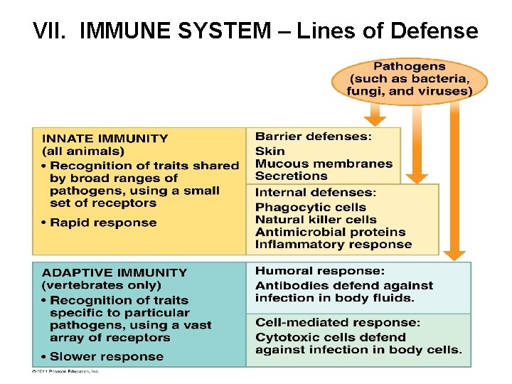VII. IMMUNE SYSTEM – Lines of Defense 