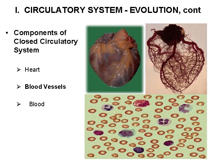 I. CIRCULATORY SYSTEM - EVOLUTION, cont • Components of Closed Circulatory System Ø Heart