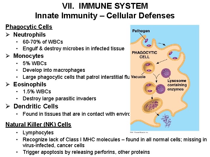 VII. IMMUNE SYSTEM Innate Immunity – Cellular Defenses Phagocytic Cells Ø Neutrophils • 60