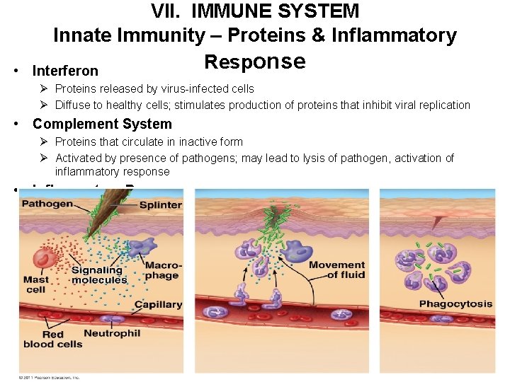  • VII. IMMUNE SYSTEM Innate Immunity – Proteins & Inflammatory Response Interferon Ø