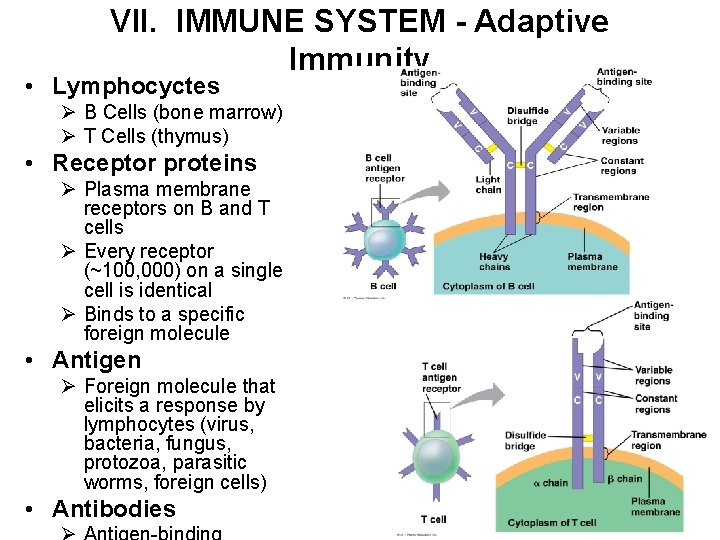 VII. IMMUNE SYSTEM - Adaptive Immunity • Lymphocyctes Ø B Cells (bone marrow) Ø