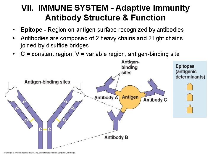 VII. IMMUNE SYSTEM - Adaptive Immunity Antibody Structure & Function • Epitope - Region