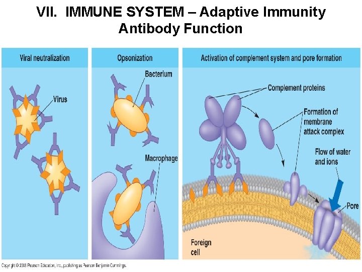 VII. IMMUNE SYSTEM – Adaptive Immunity Antibody Function 