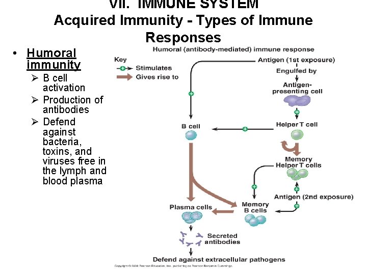 VII. IMMUNE SYSTEM Acquired Immunity - Types of Immune Responses • Humoral immunity Ø