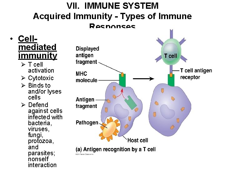 VII. IMMUNE SYSTEM Acquired Immunity - Types of Immune Responses • Cellmediated immunity Ø