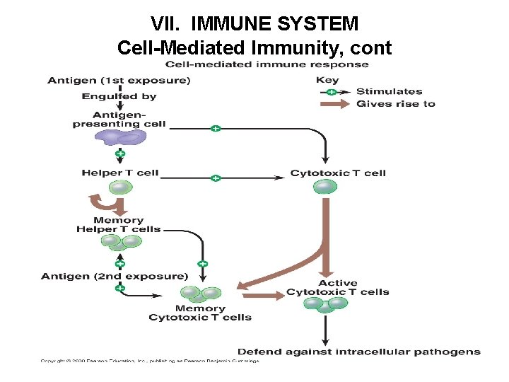 VII. IMMUNE SYSTEM Cell-Mediated Immunity, cont 