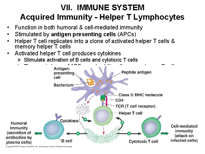 VII. IMMUNE SYSTEM Acquired Immunity - Helper T Lymphocytes • Function in both humoral