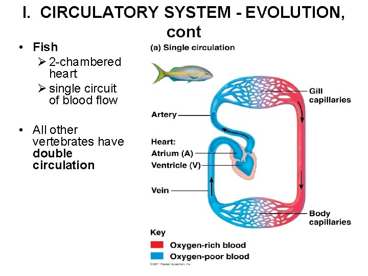 I. CIRCULATORY SYSTEM - EVOLUTION, cont • Fish Ø 2 -chambered heart Ø single