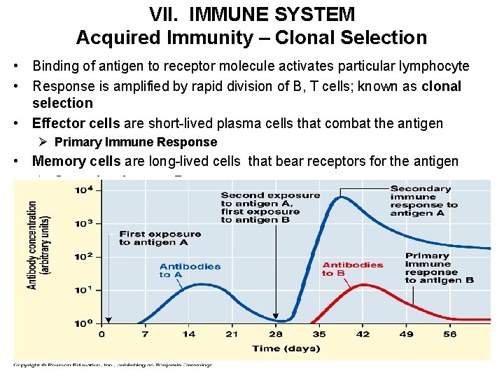VII. IMMUNE SYSTEM Acquired Immunity – Clonal Selection • Binding of antigen to receptor