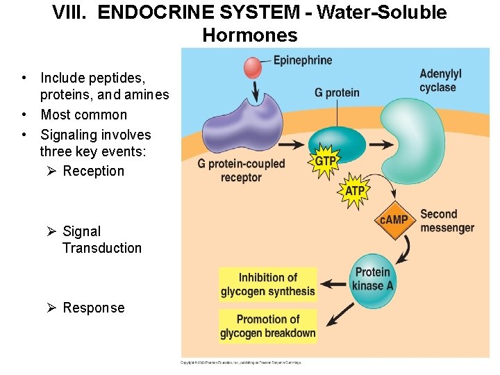 VIII. ENDOCRINE SYSTEM - Water-Soluble Hormones • Include peptides, proteins, and amines • Most