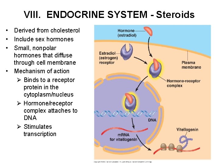 VIII. ENDOCRINE SYSTEM - Steroids • Derived from cholesterol • Include sex hormones •