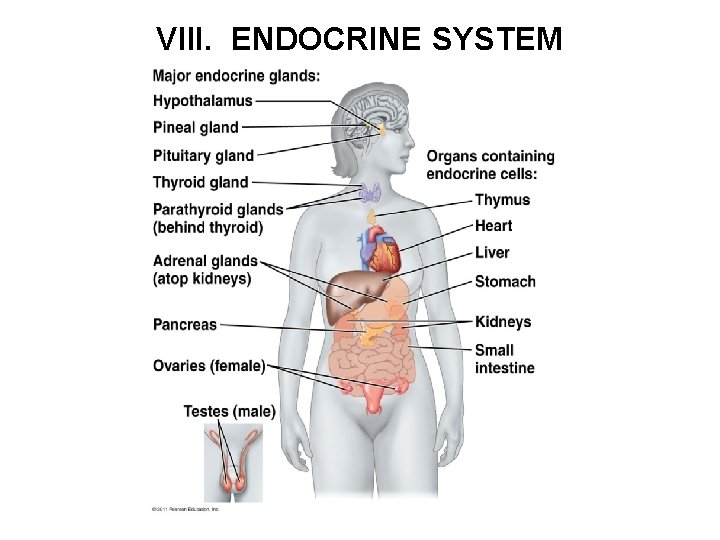 VIII. ENDOCRINE SYSTEM 