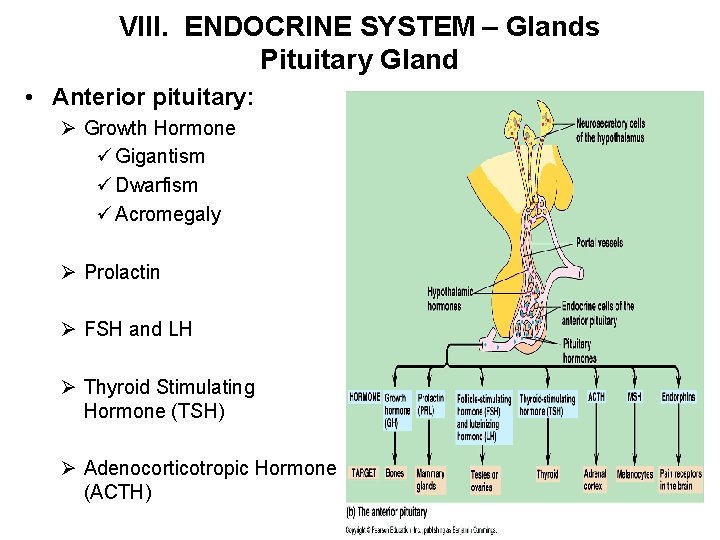 VIII. ENDOCRINE SYSTEM – Glands Pituitary Gland • Anterior pituitary: Ø Growth Hormone ü