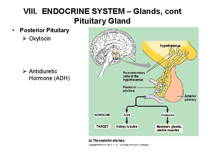 VIII. ENDOCRINE SYSTEM – Glands, cont Pituitary Gland • Posterior Pituitary Ø Oxytocin Ø