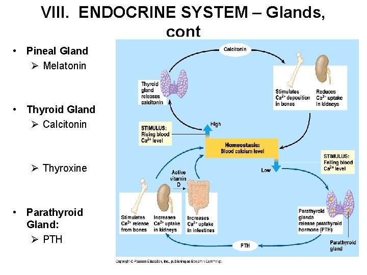 VIII. ENDOCRINE SYSTEM – Glands, cont • Pineal Gland Ø Melatonin • Thyroid Gland
