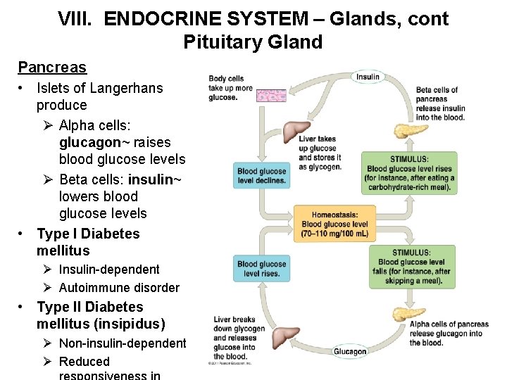 VIII. ENDOCRINE SYSTEM – Glands, cont Pituitary Gland Pancreas • Islets of Langerhans produce