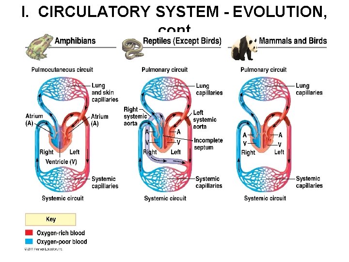 I. CIRCULATORY SYSTEM - EVOLUTION, cont 