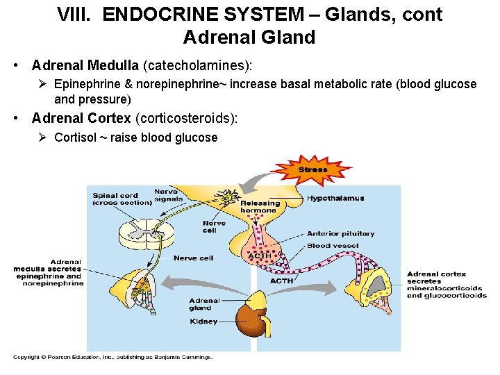 VIII. ENDOCRINE SYSTEM – Glands, cont Adrenal Gland • Adrenal Medulla (catecholamines): Ø Epinephrine