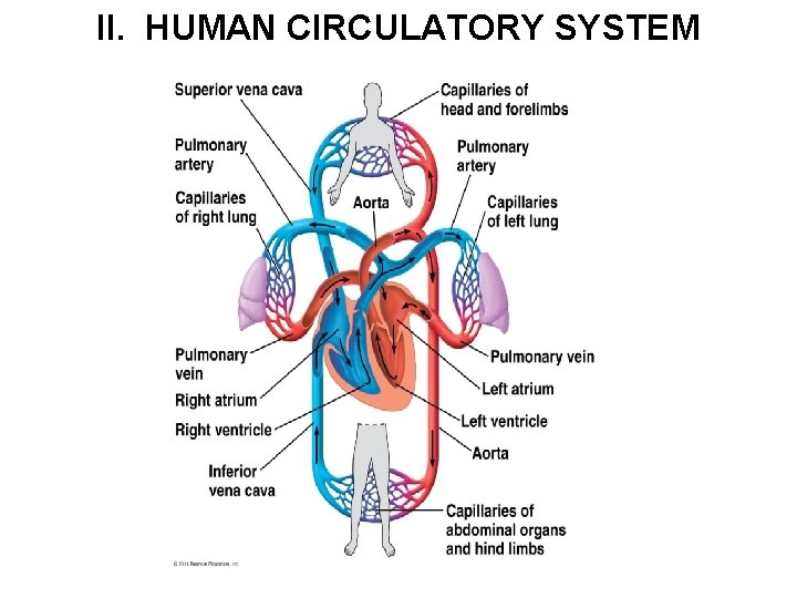 II. HUMAN CIRCULATORY SYSTEM 
