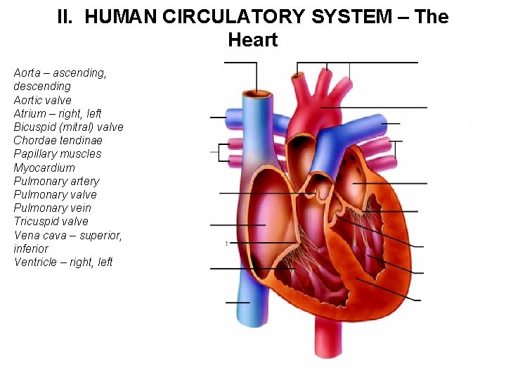 II. HUMAN CIRCULATORY SYSTEM – The Heart Aorta – ascending, descending Aortic valve Atrium