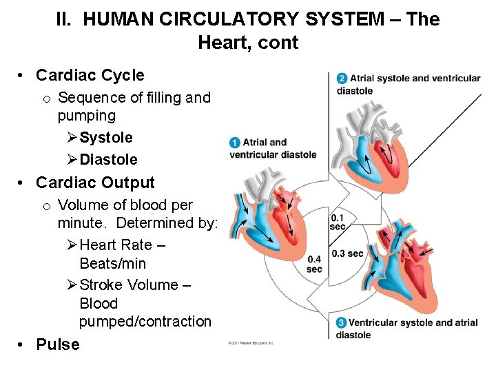II. HUMAN CIRCULATORY SYSTEM – The Heart, cont • Cardiac Cycle o Sequence of