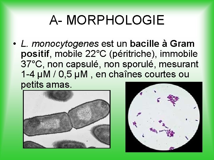 A- MORPHOLOGIE • L. monocytogenes est un bacille à Gram positif, mobile 22°C (péritriche),