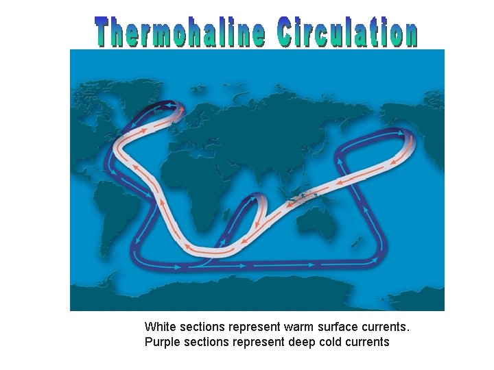 White sections represent warm surface currents. Purple sections represent deep cold currents 