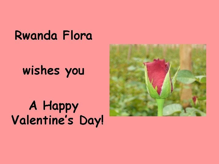 Rwanda Flora wishes you A Happy Valentines Day