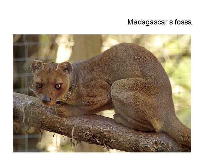 Fossa Range Global Biodiversity We examine biodiversity at several levels
