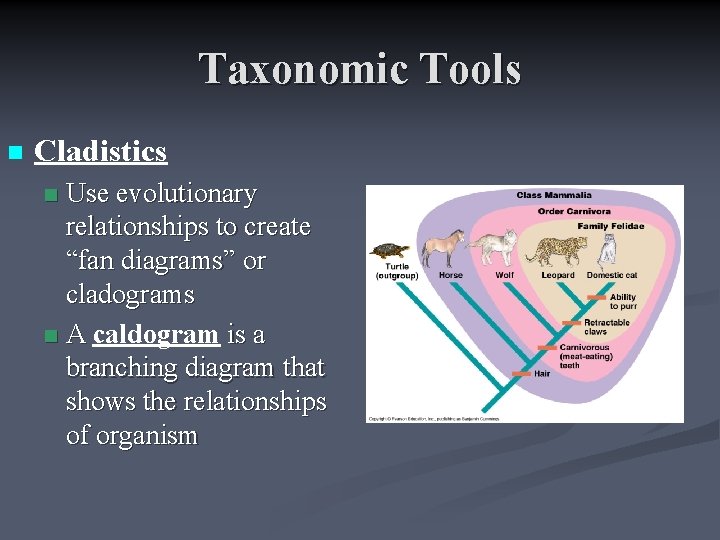Taxonomic Tools n Cladistics Use evolutionary relationships to create “fan diagrams” or cladograms n