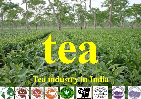 tea Tea industry in India 1 