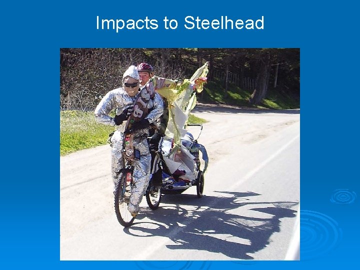 Impacts to Steelhead 