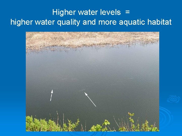 Higher water levels = higher water quality and more aquatic habitat 