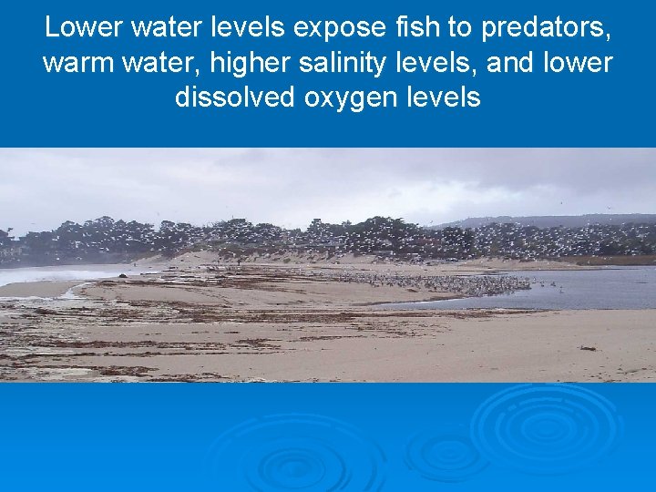 Lower water levels expose fish to predators, warm water, higher salinity levels, and lower