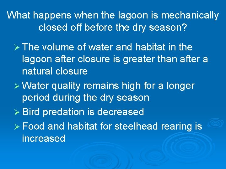 What happens when the lagoon is mechanically closed off before the dry season? Ø