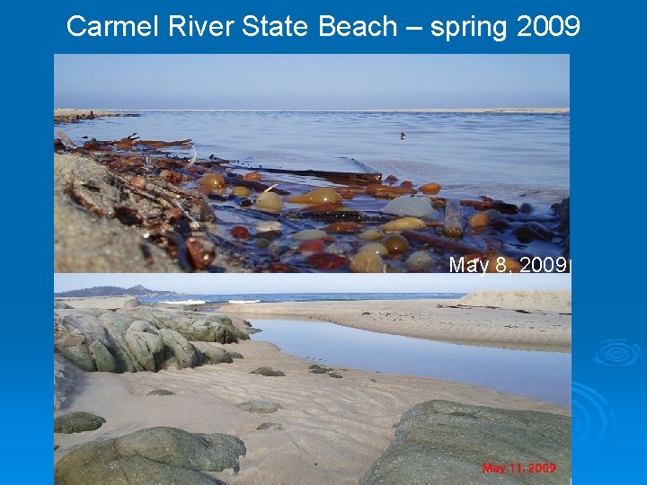 Carmel River State Beach – spring 2009 May 8, 2009 