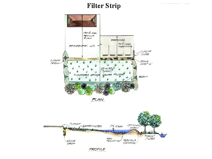 Filter Strip Copyright 2000, CWP 