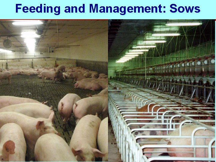 Feeding and Management: Sows 