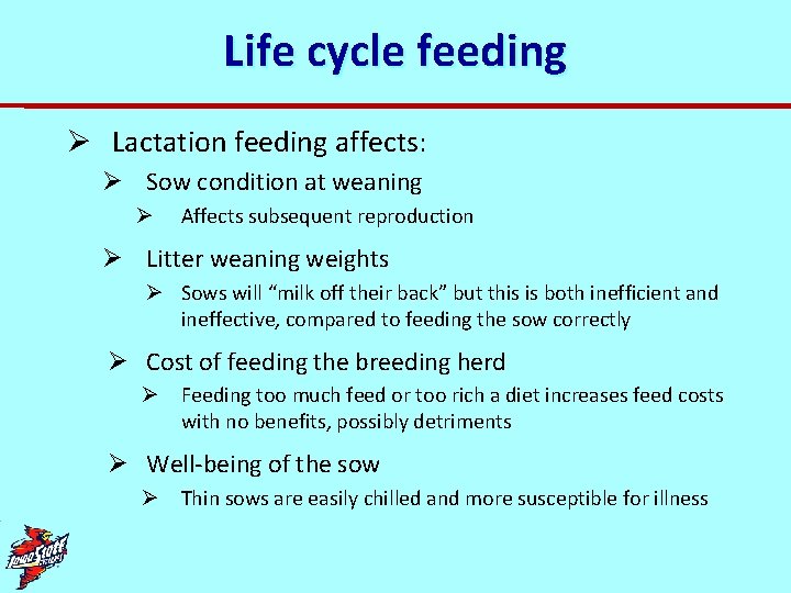 Life cycle feeding Ø Lactation feeding affects: Ø Sow condition at weaning Ø Affects