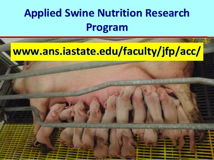 Applied Swine Nutrition Research Program www. ans. iastate. edu/faculty/jfp/acc/ 