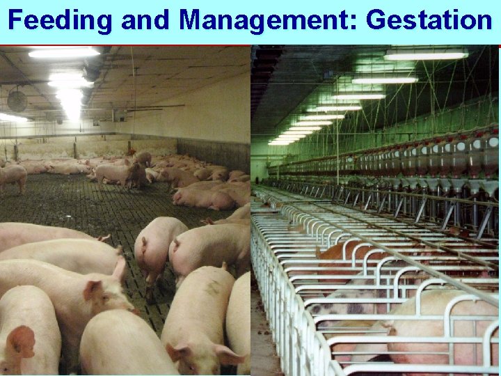 Feeding and Management: Gestation 