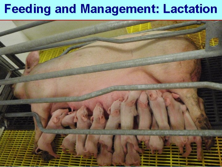 Feeding and Management: Lactation 