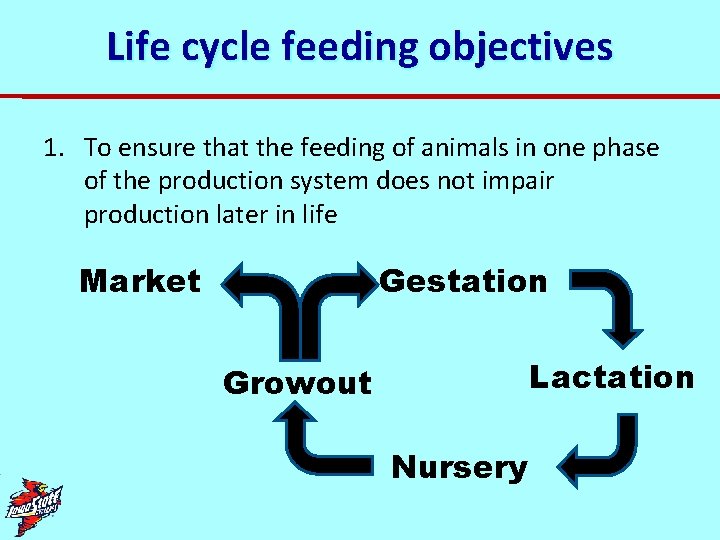 Life cycle feeding objectives 1. To ensure that the feeding of animals in one