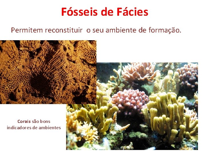 Fósseis de Fácies Permitem reconstituir o seu ambiente de formação. Corais são bons indicadores