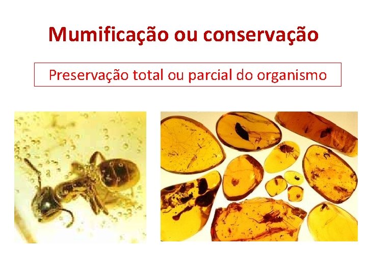 Mumificação ou conservação Preservação total ou parcial do organismo 