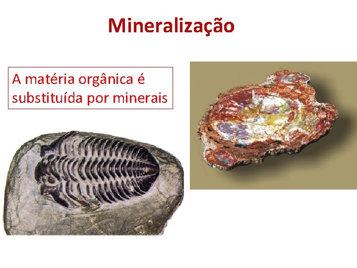 Mineralização A matéria orgânica é substituída por minerais 